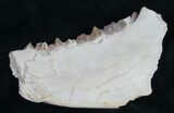 Oreodont (Merycoidodon) Jaw Section - Nebraska #10517-1